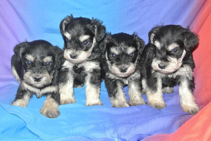 Male puppy on left available!