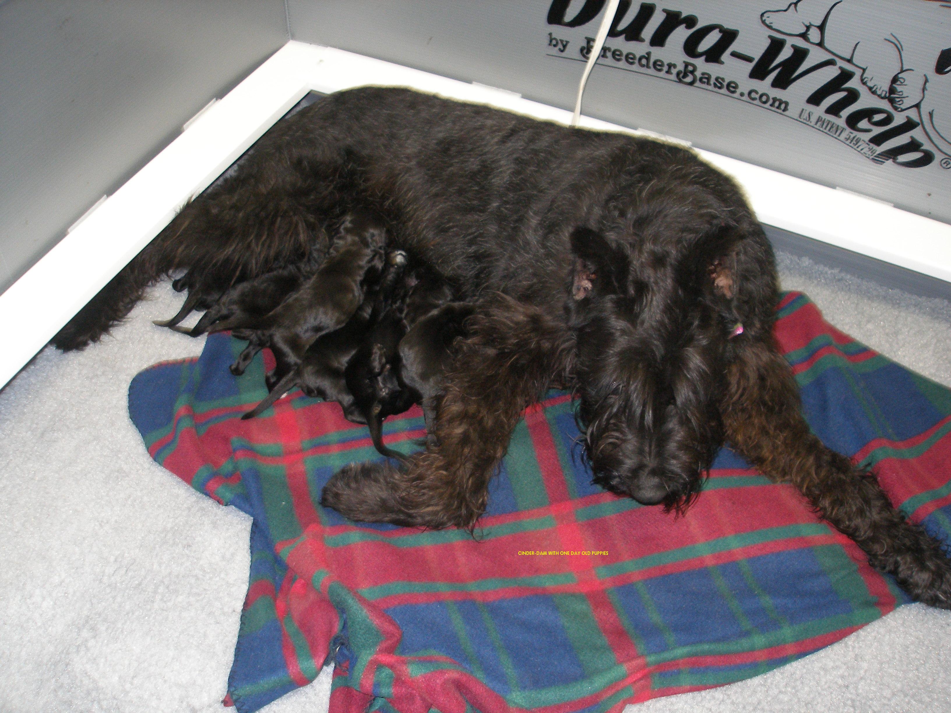 Giant Schnauzer Mom with new Giant Schnoodle Babies