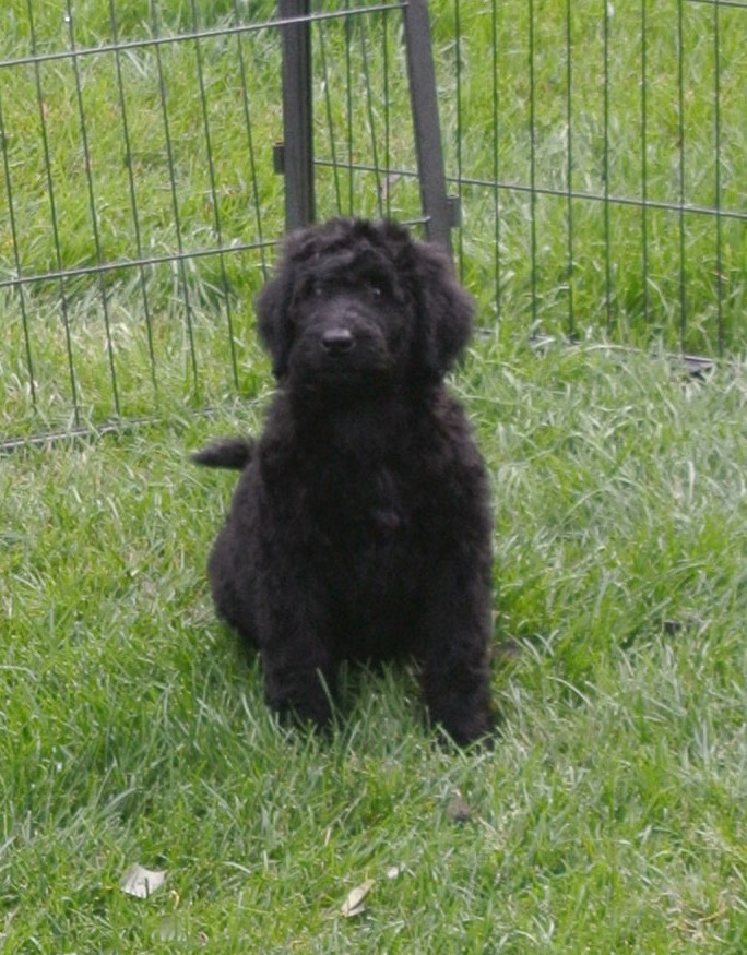 OUR GORGEOUS 9 WEEK OLD GIANT SCHNOODLE FEMALE AVAILABLE!
