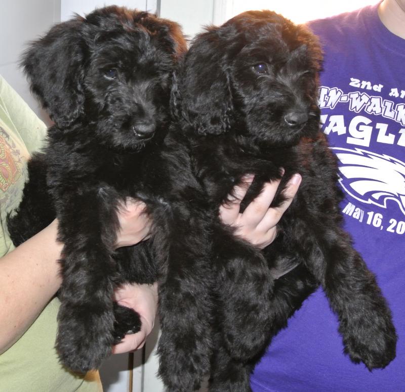 Giant Schnoodle available puppies! Male on left, female on right!