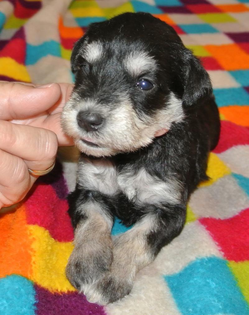 Available Phantom female at 3 weeks old!