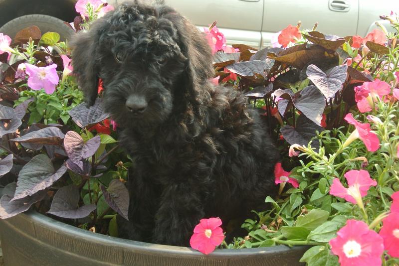 Giant Schnoodle male puppy available now!