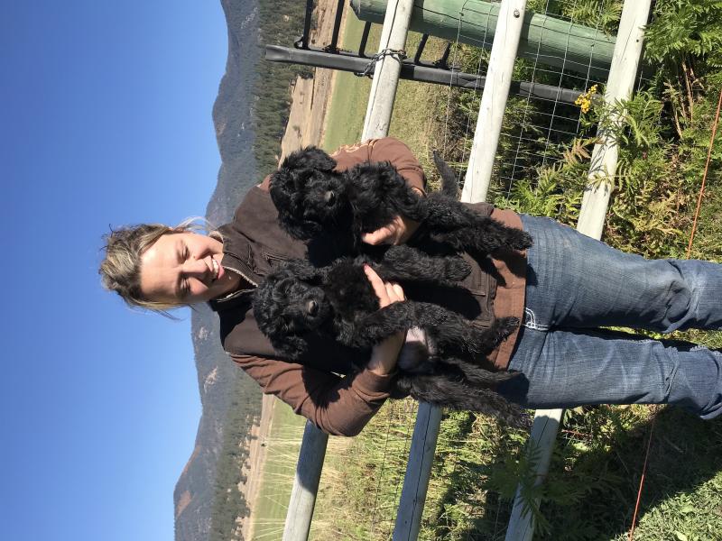 8 WEEK OLD GIANT SCHNOODLE BABIES READY NOW!!